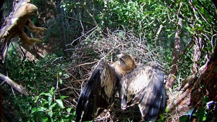 Parella d'àguila calçada al niu, Parc Natural dels Ports